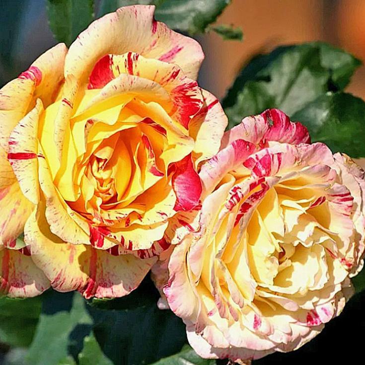 Роза Камиль Писсарро 3