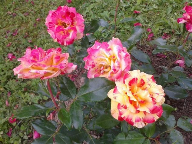 Роза Камиль Писсарро 4