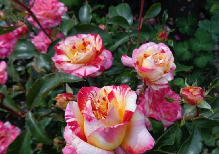 Роза Камиль Писсарро 5