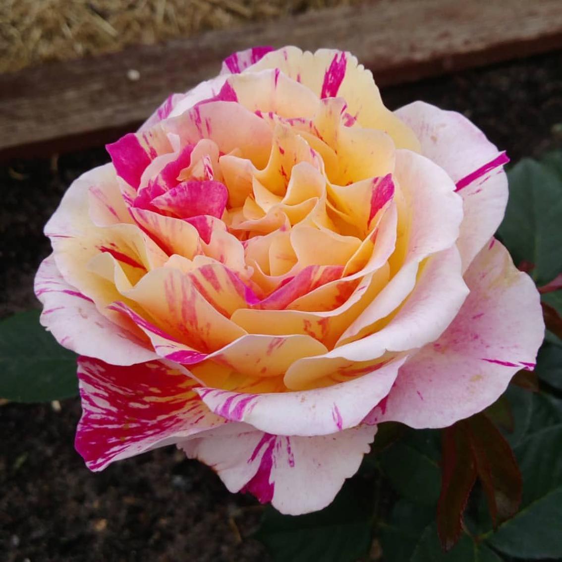 Роза Камиль Писсарро 6