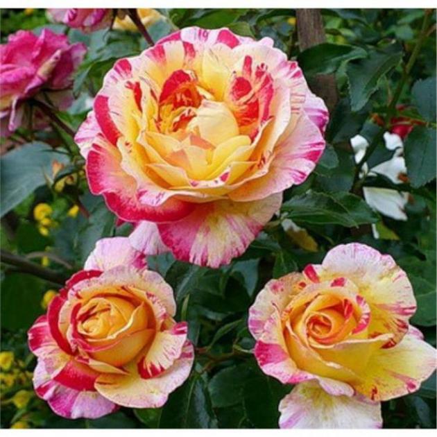 Роза Камиль Писсарро