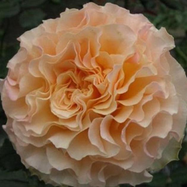 Роза Кампанелла Пич 3