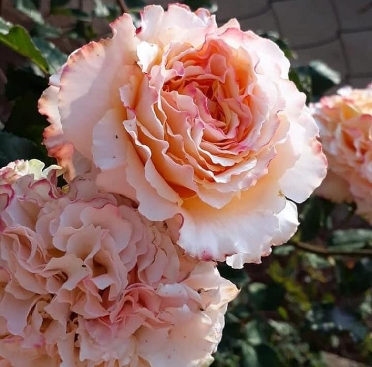 Роза Кампанелла Пич 2