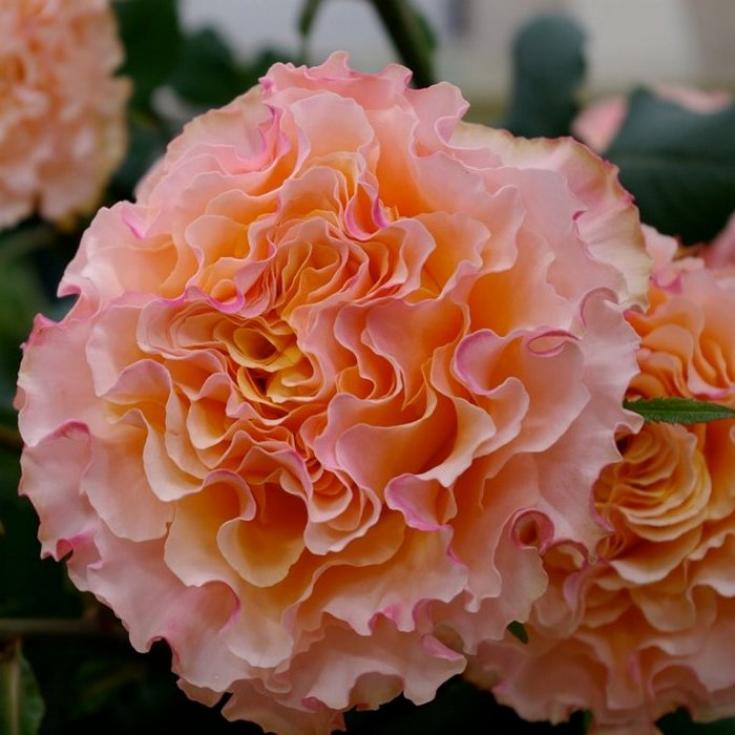 Роза Кампанелла Пич