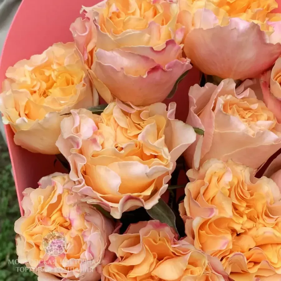 Роза Кампанелла Пич 5