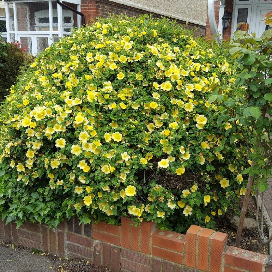 Роза Канарейка 3