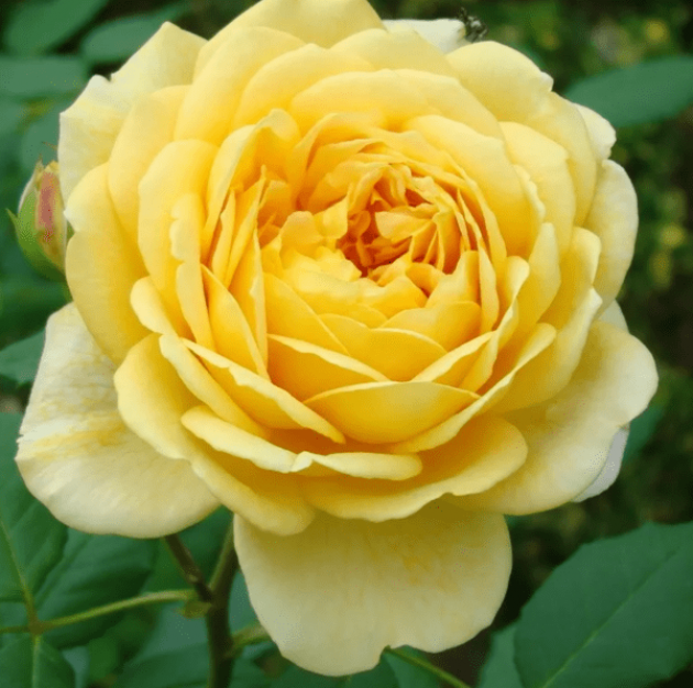 Роза Канарейка 2