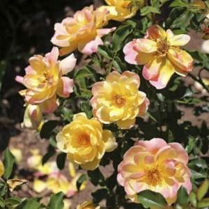 Роза Кандела