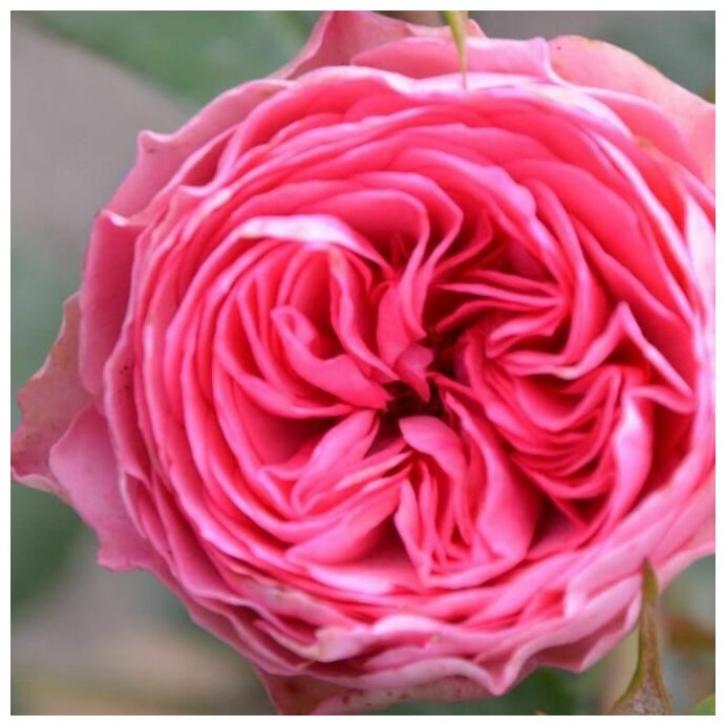 Роза Канди Рококо 2