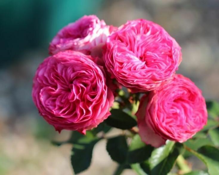 Роза Канди Рококо 3