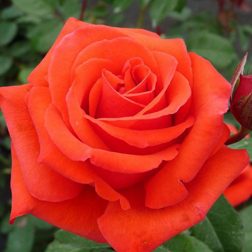 Роза Канегем 3