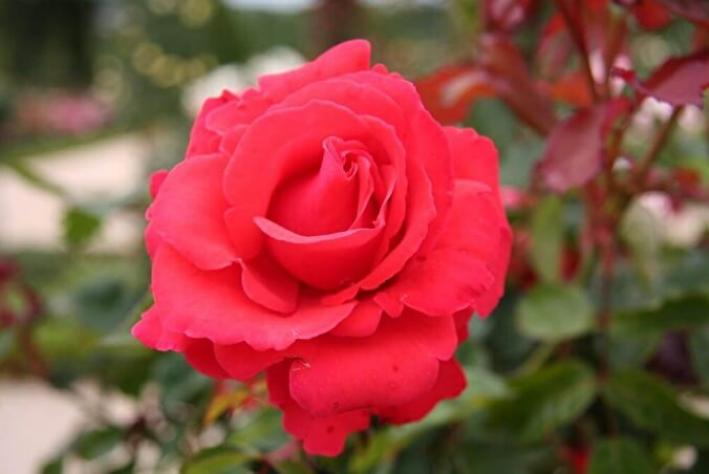 Роза Канегем 4