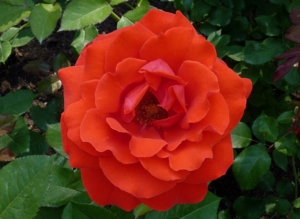 Роза Канегем