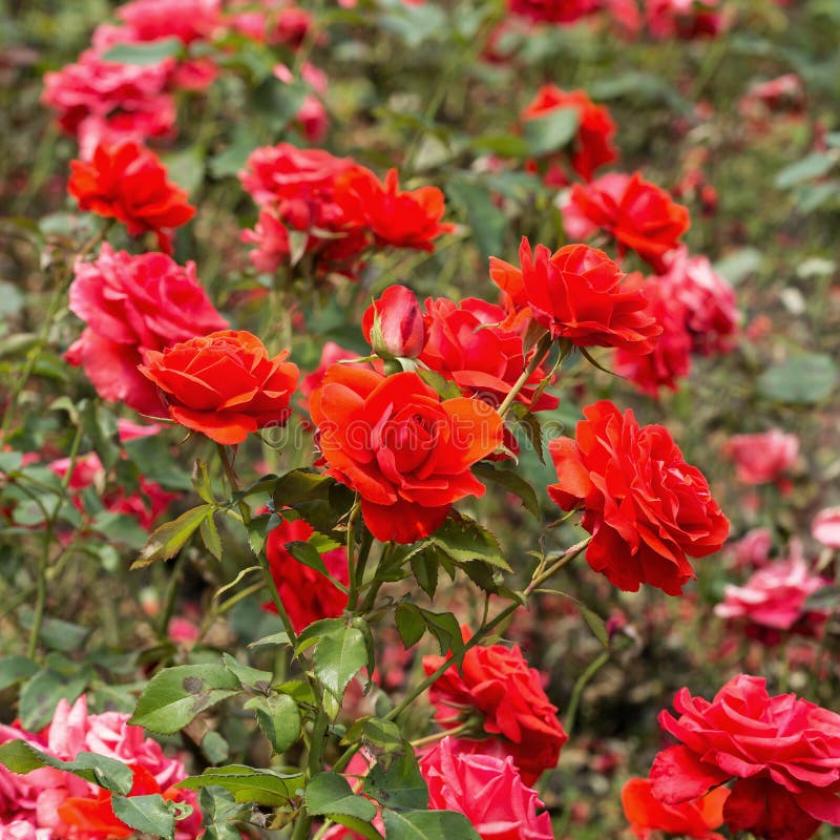 Роза Канегем 6