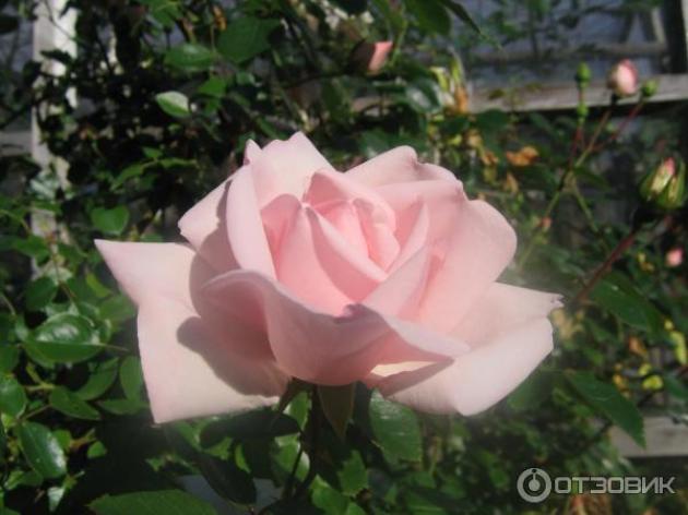 Роза Каникулы 2