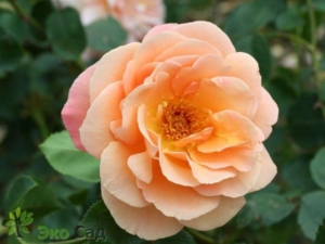 Роза Каникулы