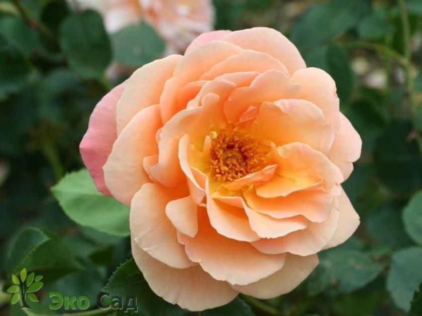 Роза Каникулы