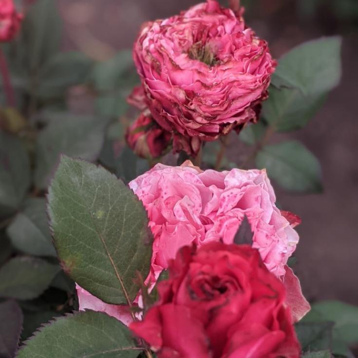 Роза Кантри Гарден 2