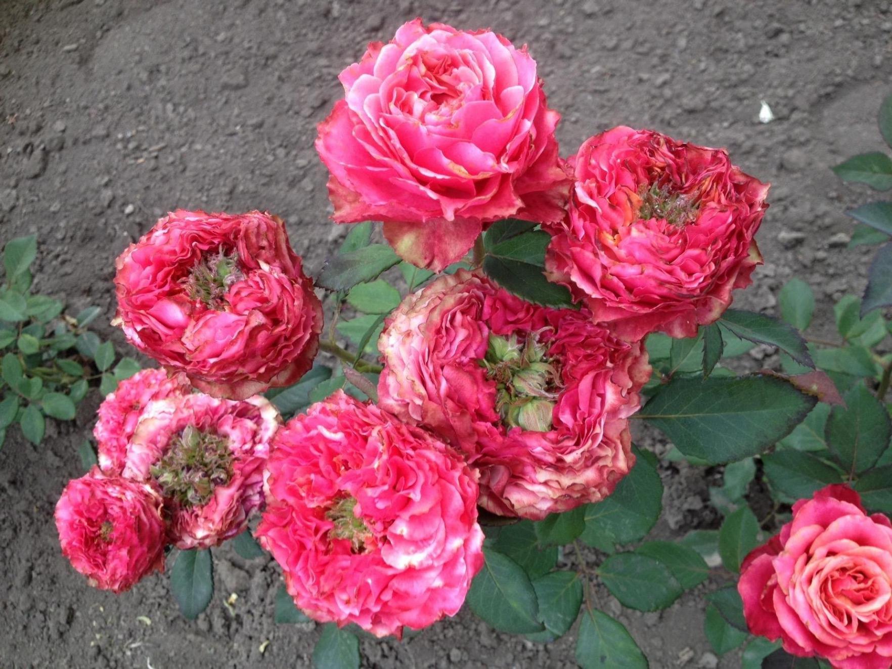 Роза Кантри Гарден