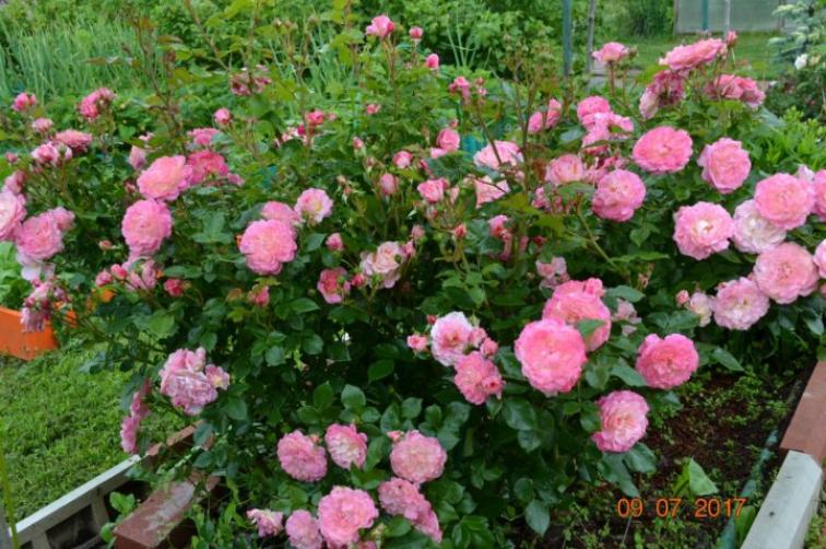 Роза Кантри Герл 3