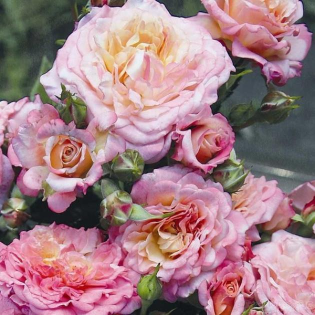 Роза Кантри Герл 4