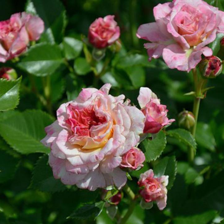 Роза Кантри Герл 5