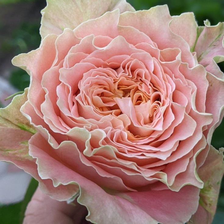 Роза Кантри Спирит Луиза 2