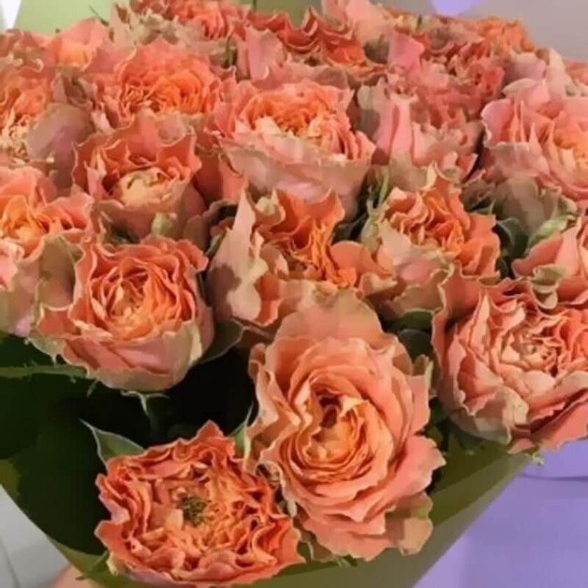 Роза Кантри Спирит Луиза 3