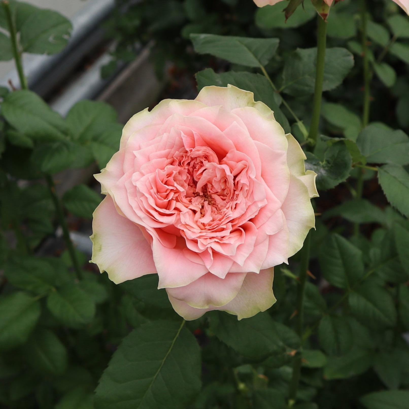 Роза Кантри Спирит Луиза 4