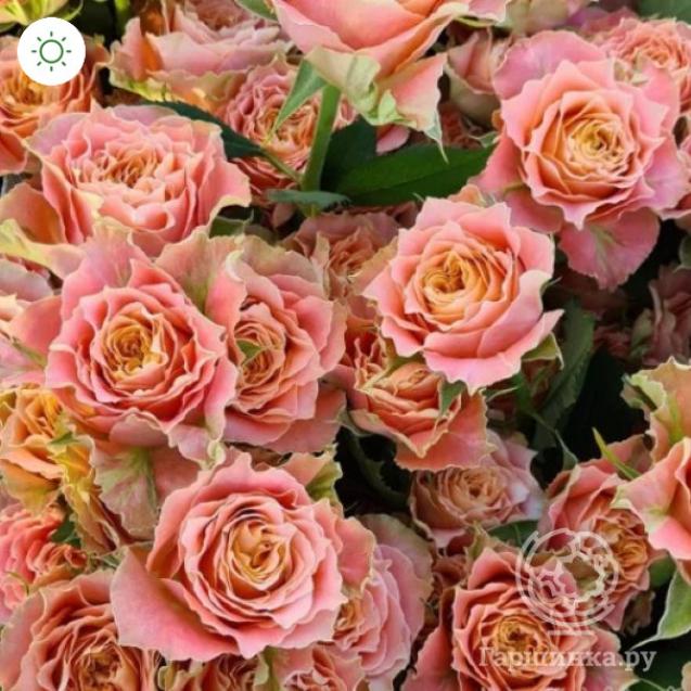 Роза Кантри Спирит Луиза