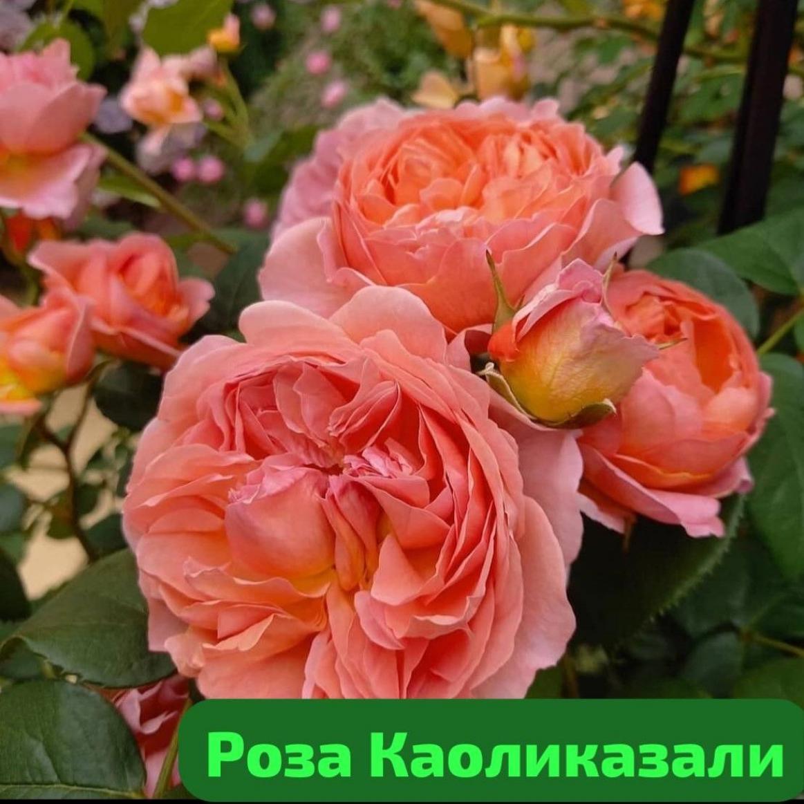 Роза Каоликазали 2