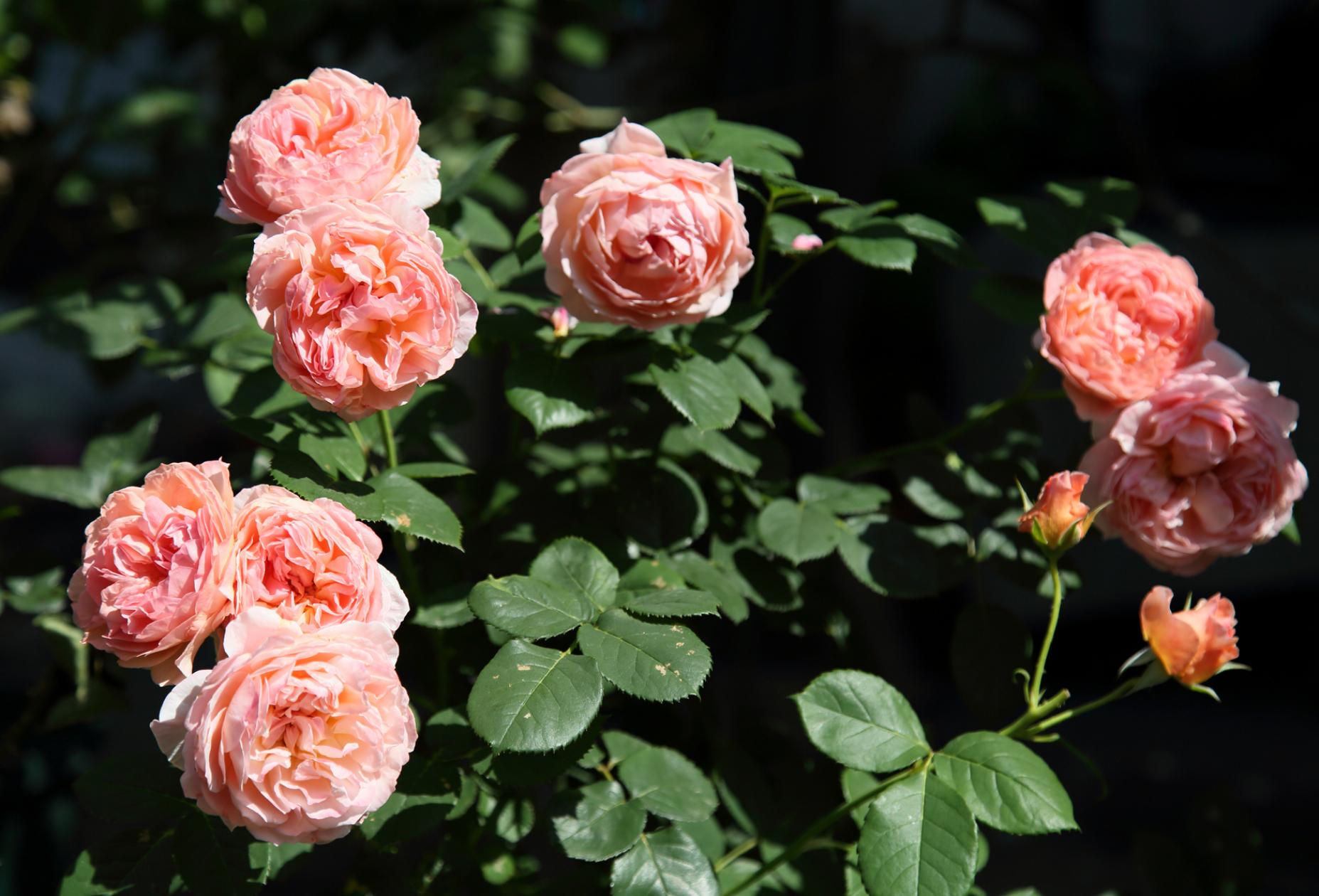 Роза Каоликазали 3