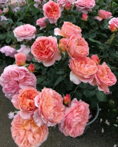 Роза Каоликазали