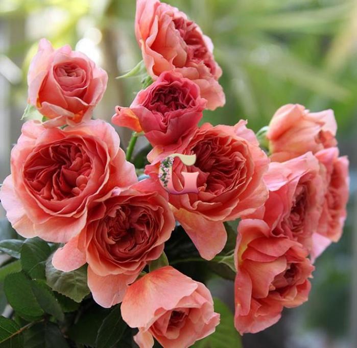 Роза Каоликазали 4