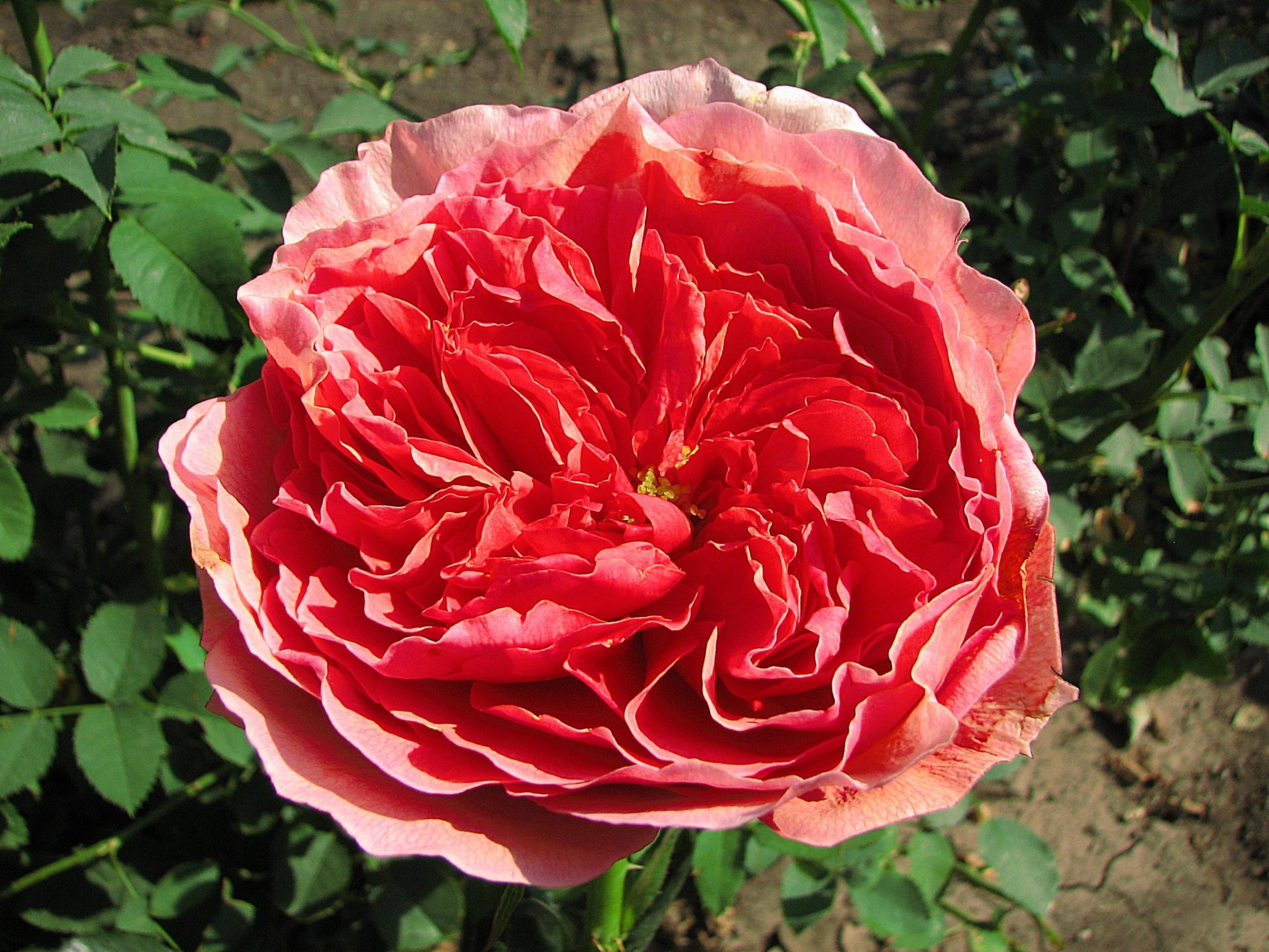 Роза Каоликазали 6