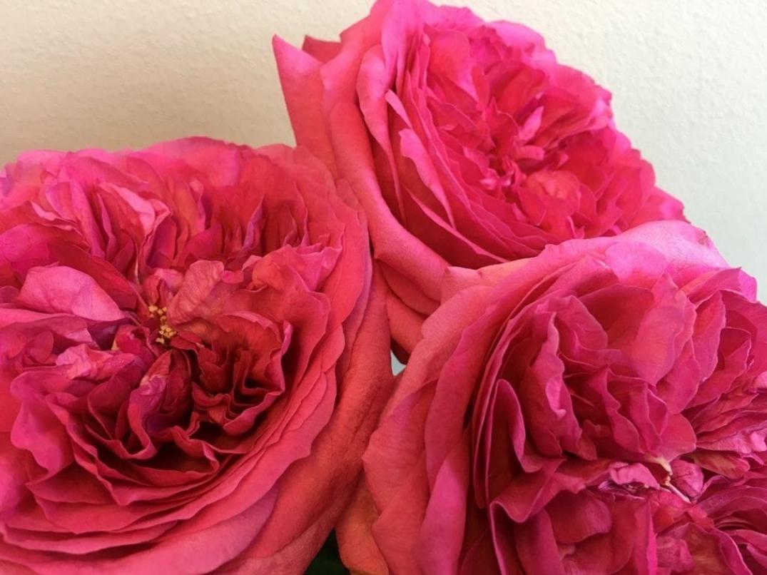 Роза Капабилити 2