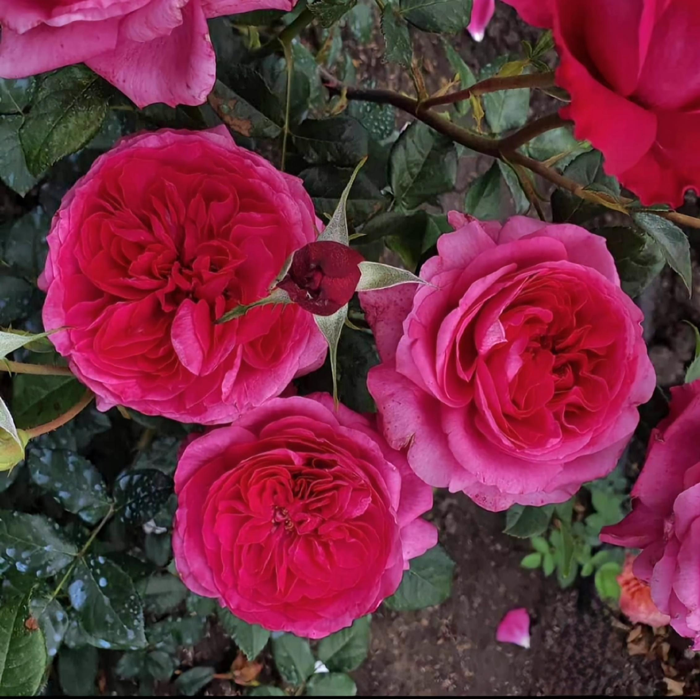 Роза Капабилити 3