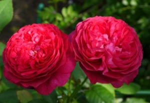 Роза Капабилити