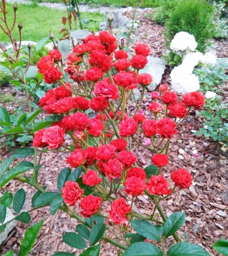 Роза Капелька красная 2