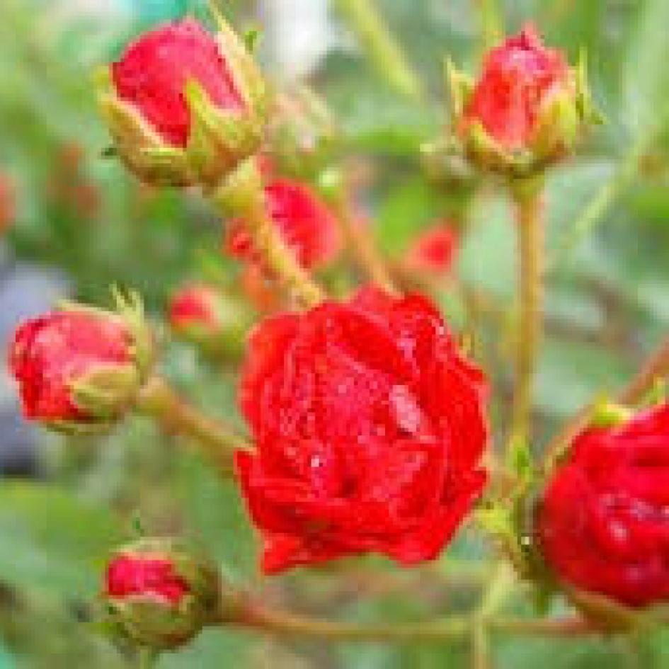 Роза Капелька красная 3