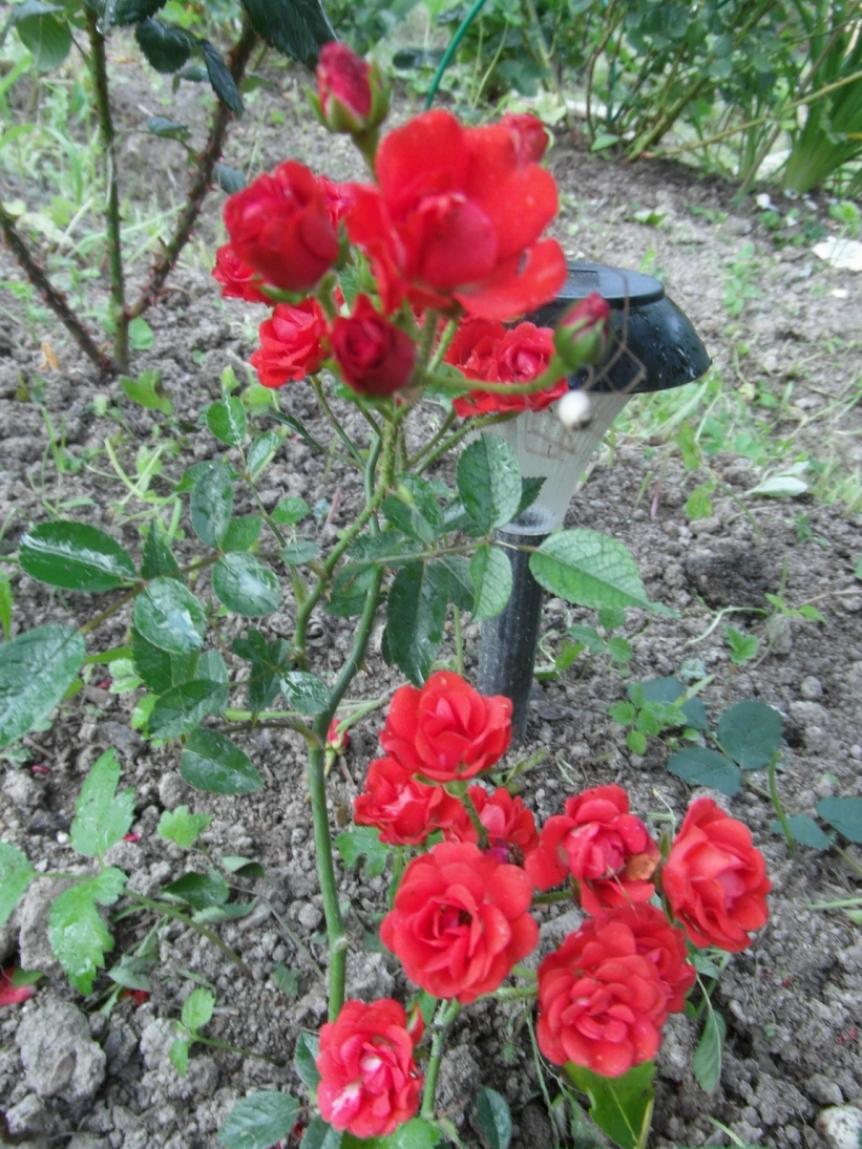 Роза Капелька красная 4