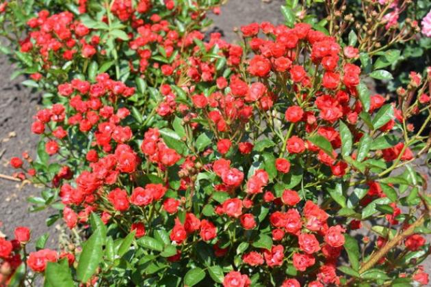 Роза Капелька красная