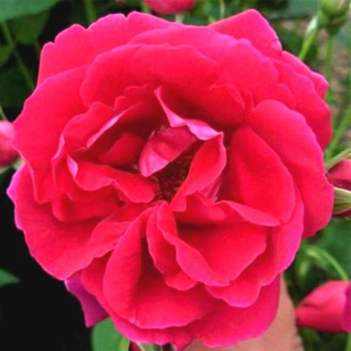 Роза Капитан Самуэль Холланд 4