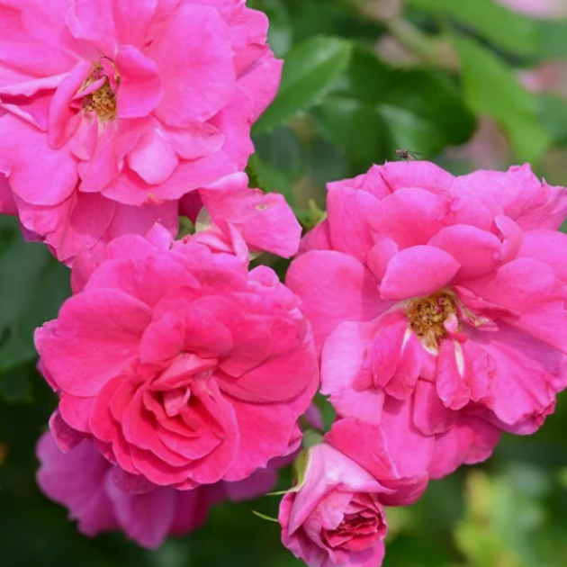 Роза Капитан Самуэль Холланд 2