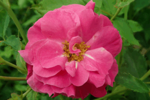 Роза Капитан Самуэль Холланд