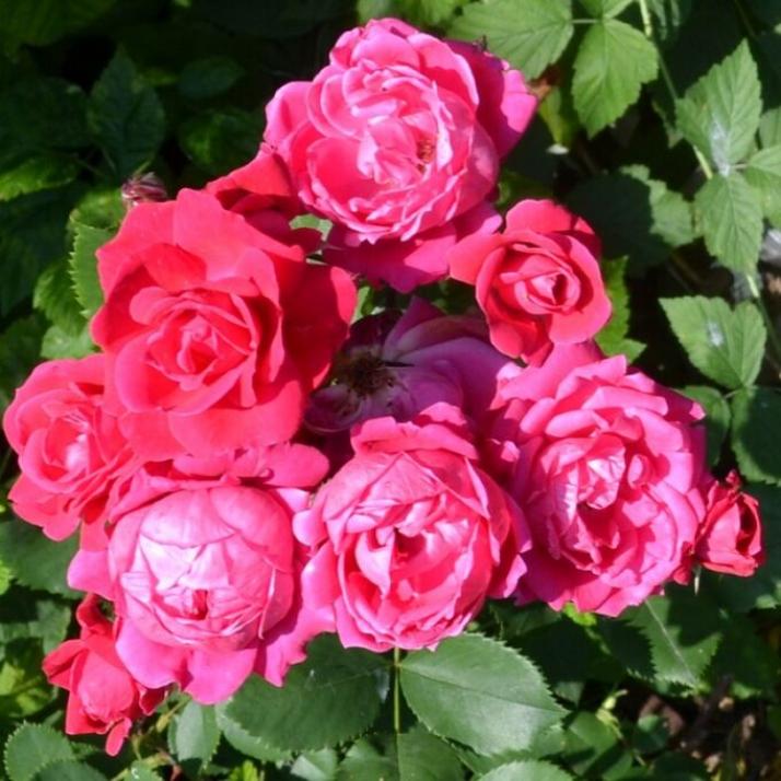 Роза Капитан Самуэль Холланд 3