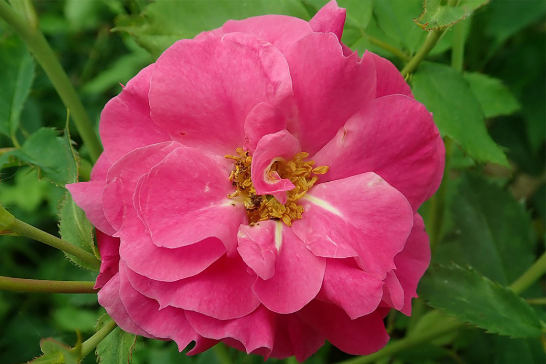 Роза Капитан Самуэль Холланд