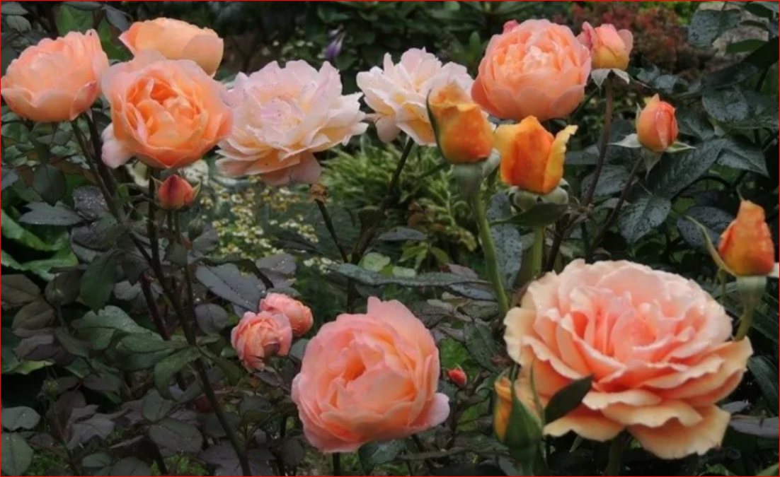 Роза Капри 6