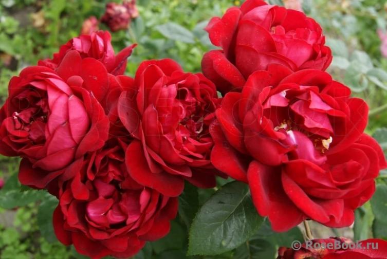 Роза Каприция Ренессанс 2