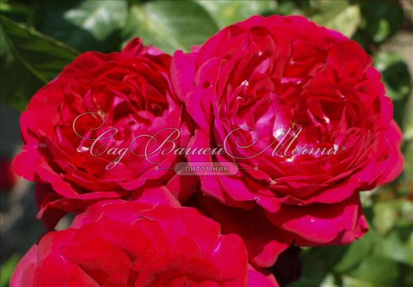 Роза Каприция Ренессанс